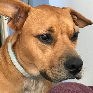 Meet your Posher, Bon